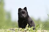 SCHIPPERKE 296